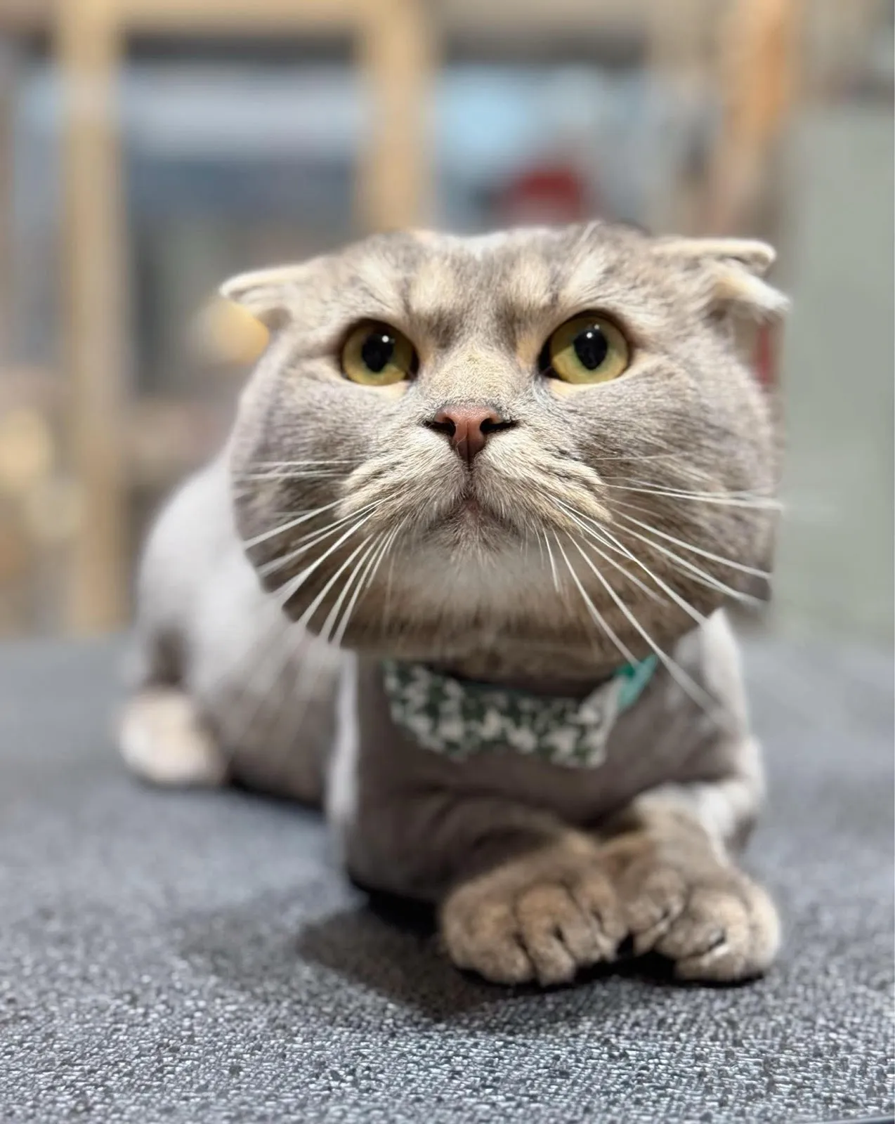 帕諾貓弄寵物生活館