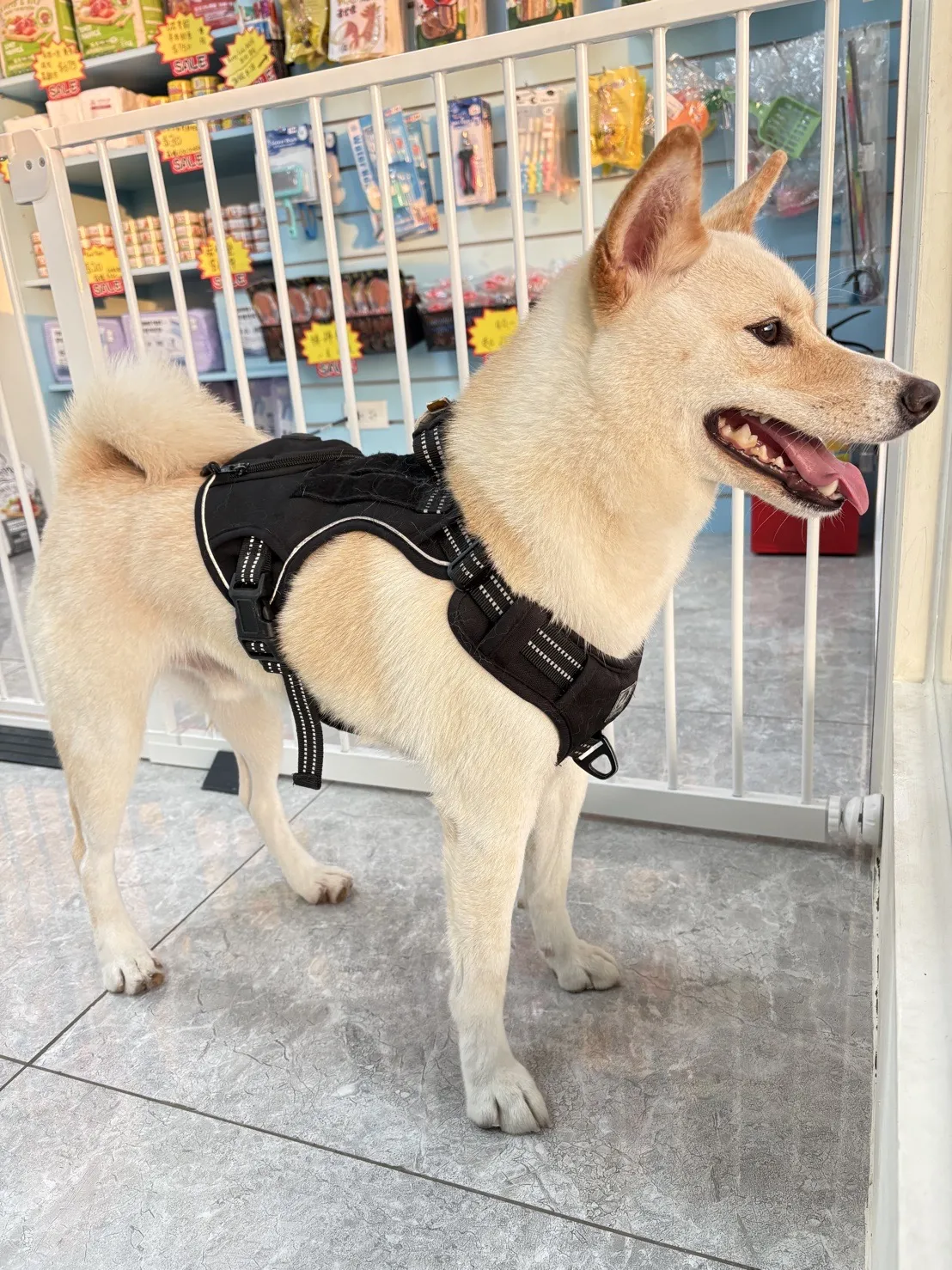 小鑫鑫寵物沙龍