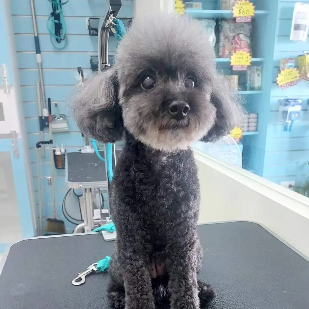 小鑫鑫寵物沙龍