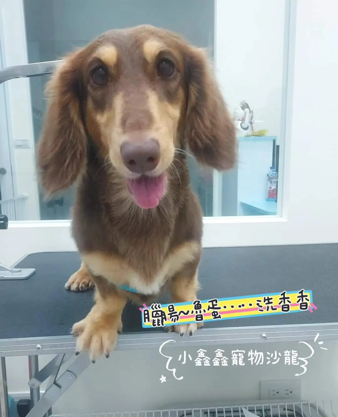 小鑫鑫寵物沙龍