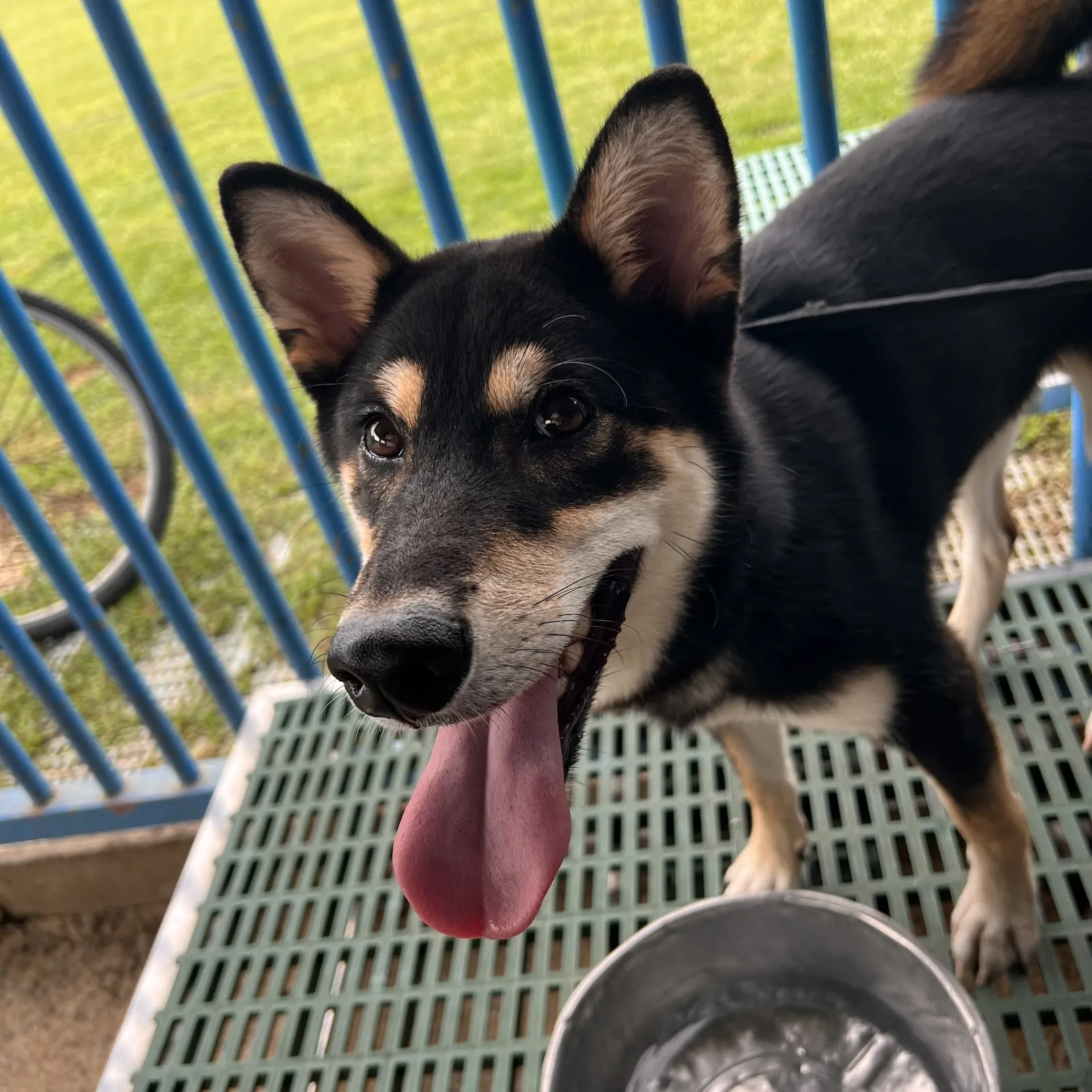 群峰愛犬訓練場