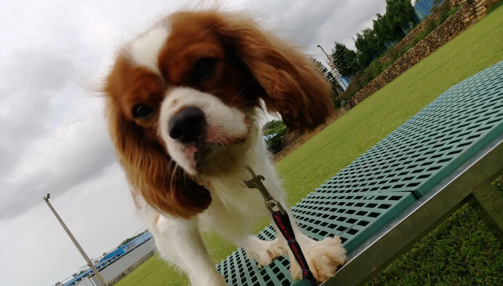 群峰愛犬訓練場