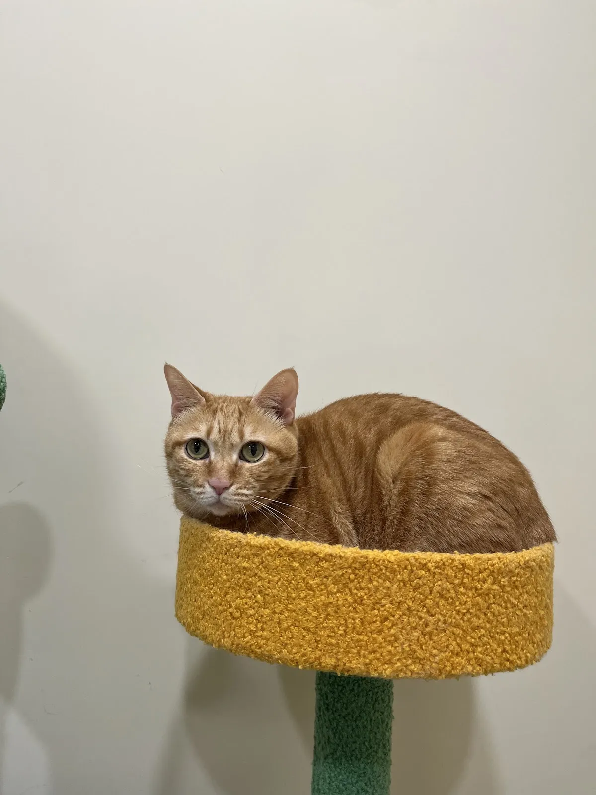 寶朵樂寵物美容行旅