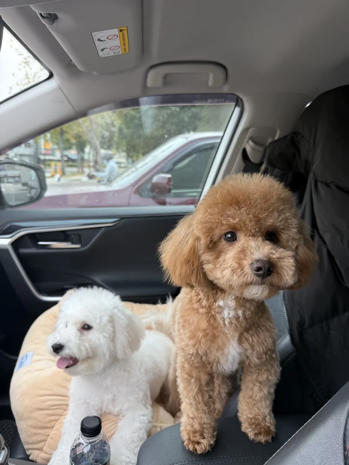 寶朵樂寵物美容行旅