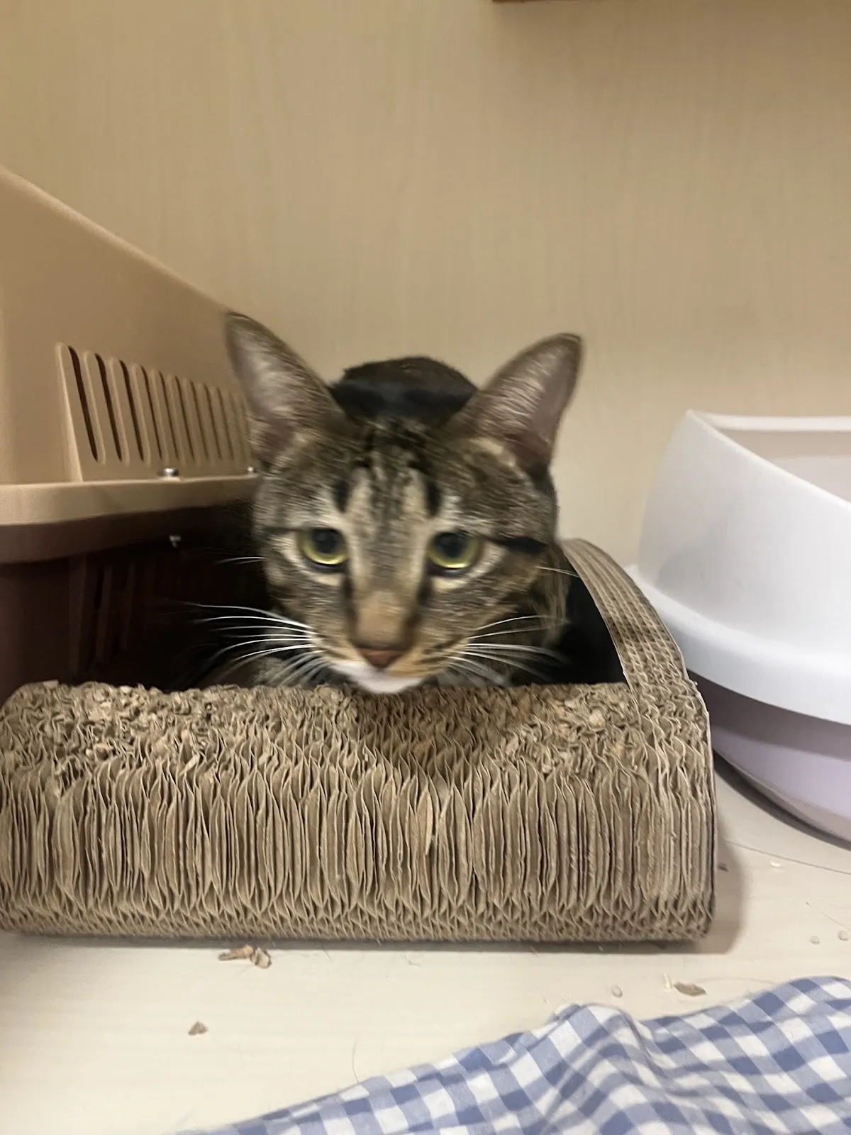 寶朵樂寵物美容行旅