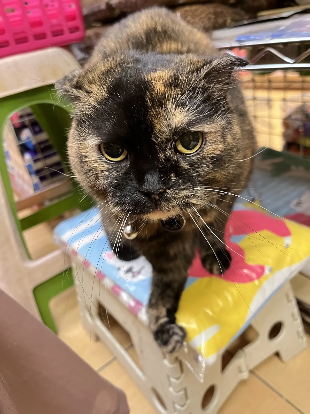 寶羅寵物精品店