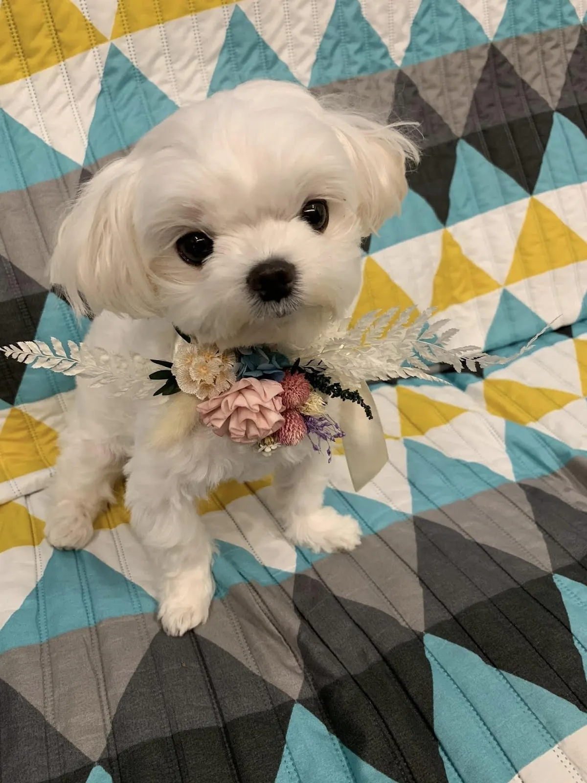 寵物的家生活館