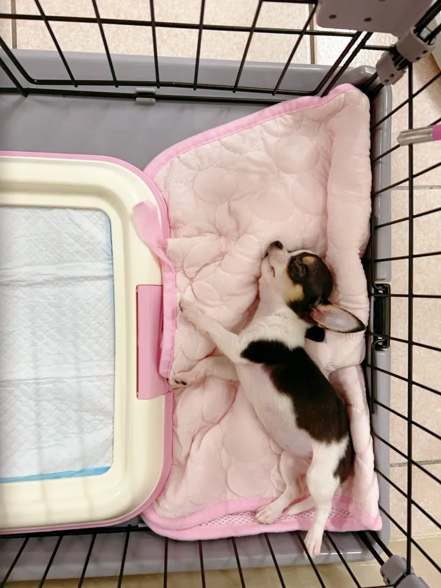 寵物的家生活館