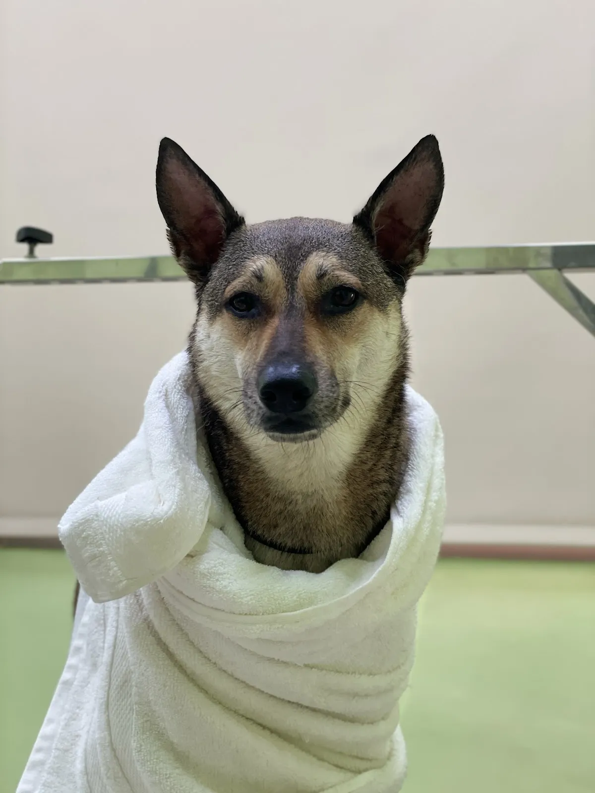 屏東縣動物之家寵物美容區及行為訓練區-屏東縣政府委託大仁科技大學經營管理