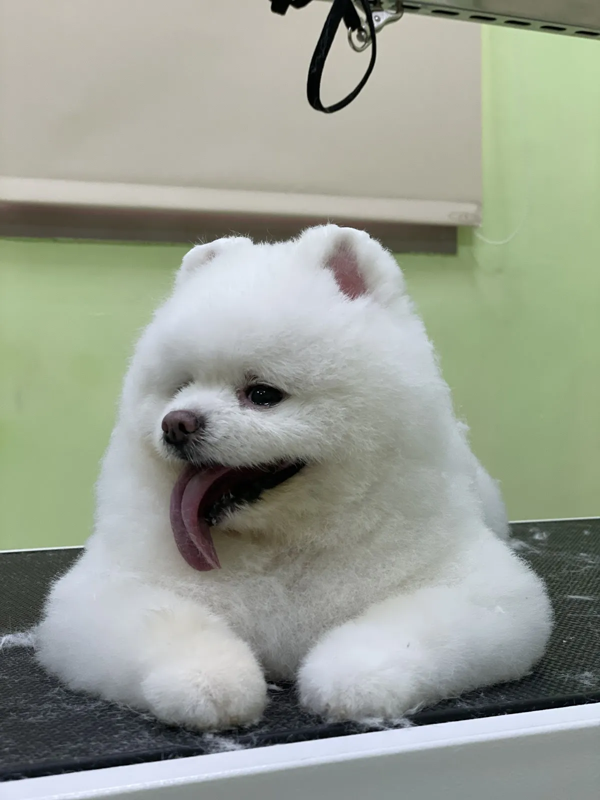 屏東縣動物之家寵物美容區及行為訓練區-屏東縣政府委託大仁科技大學經營管理