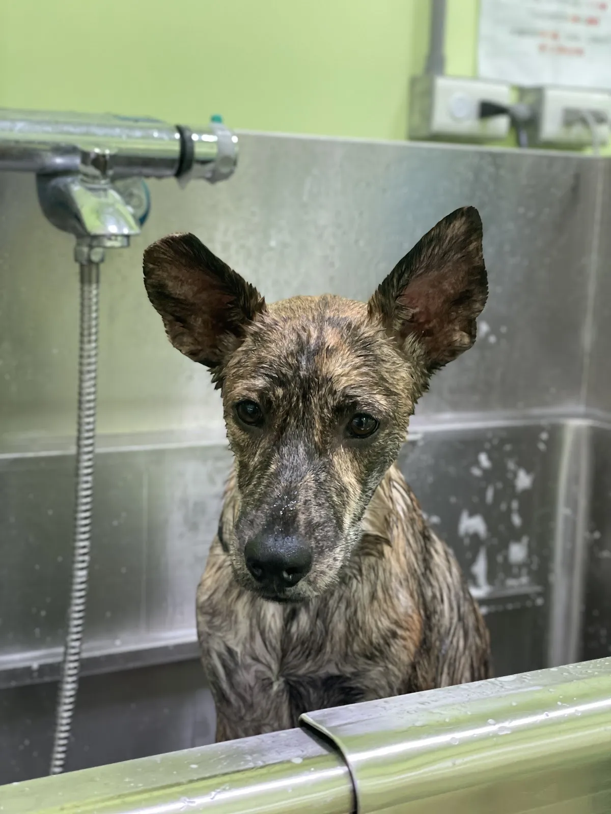 屏東縣動物之家寵物美容區及行為訓練區-屏東縣政府委託大仁科技大學經營管理