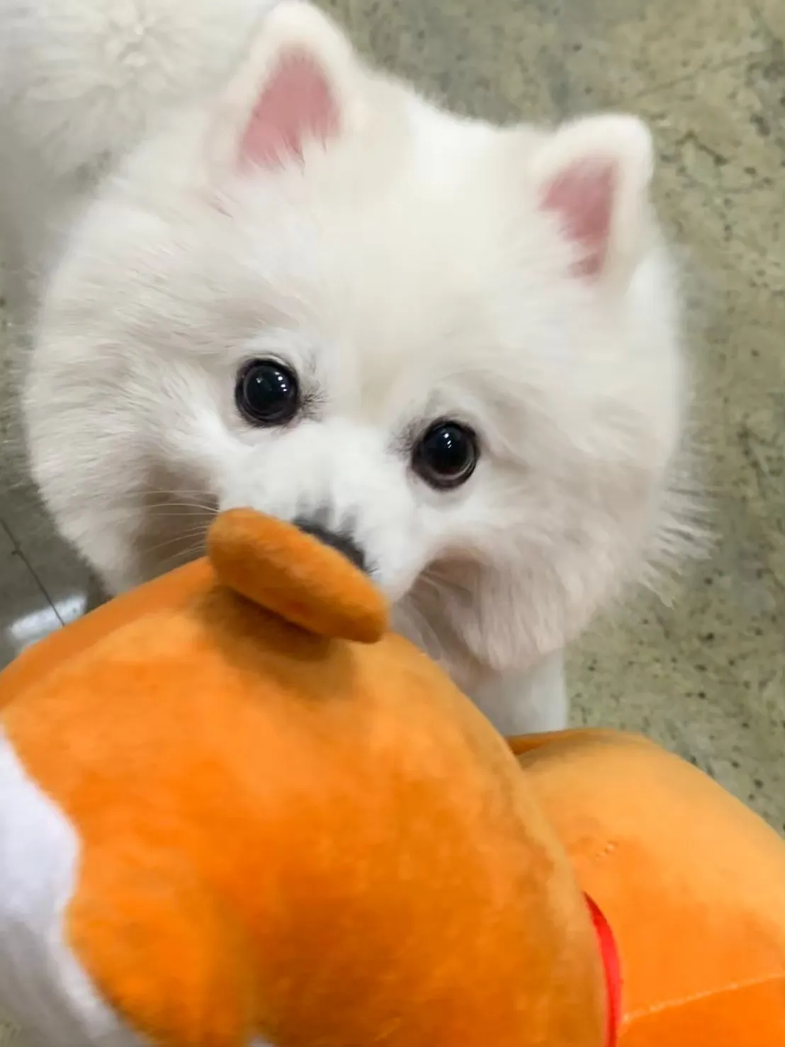 迦恩寵物造型坊