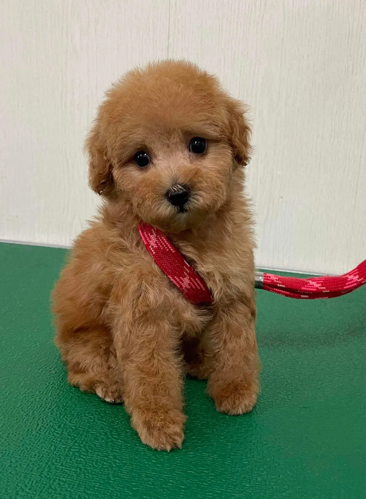 迦恩寵物造型坊