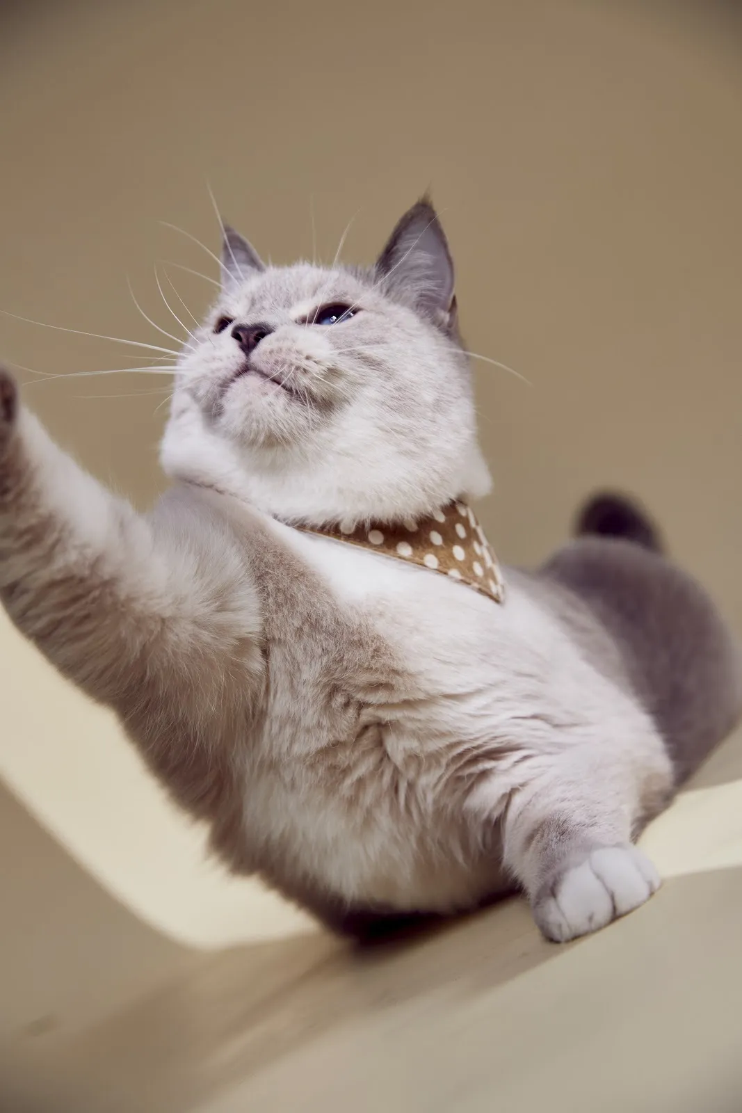 喵德渡假貓旅館