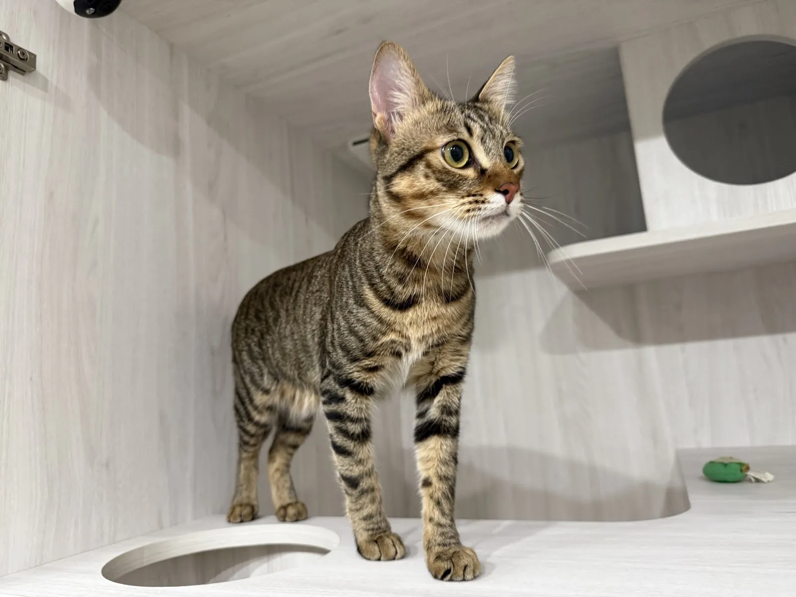 喵德渡假貓旅館