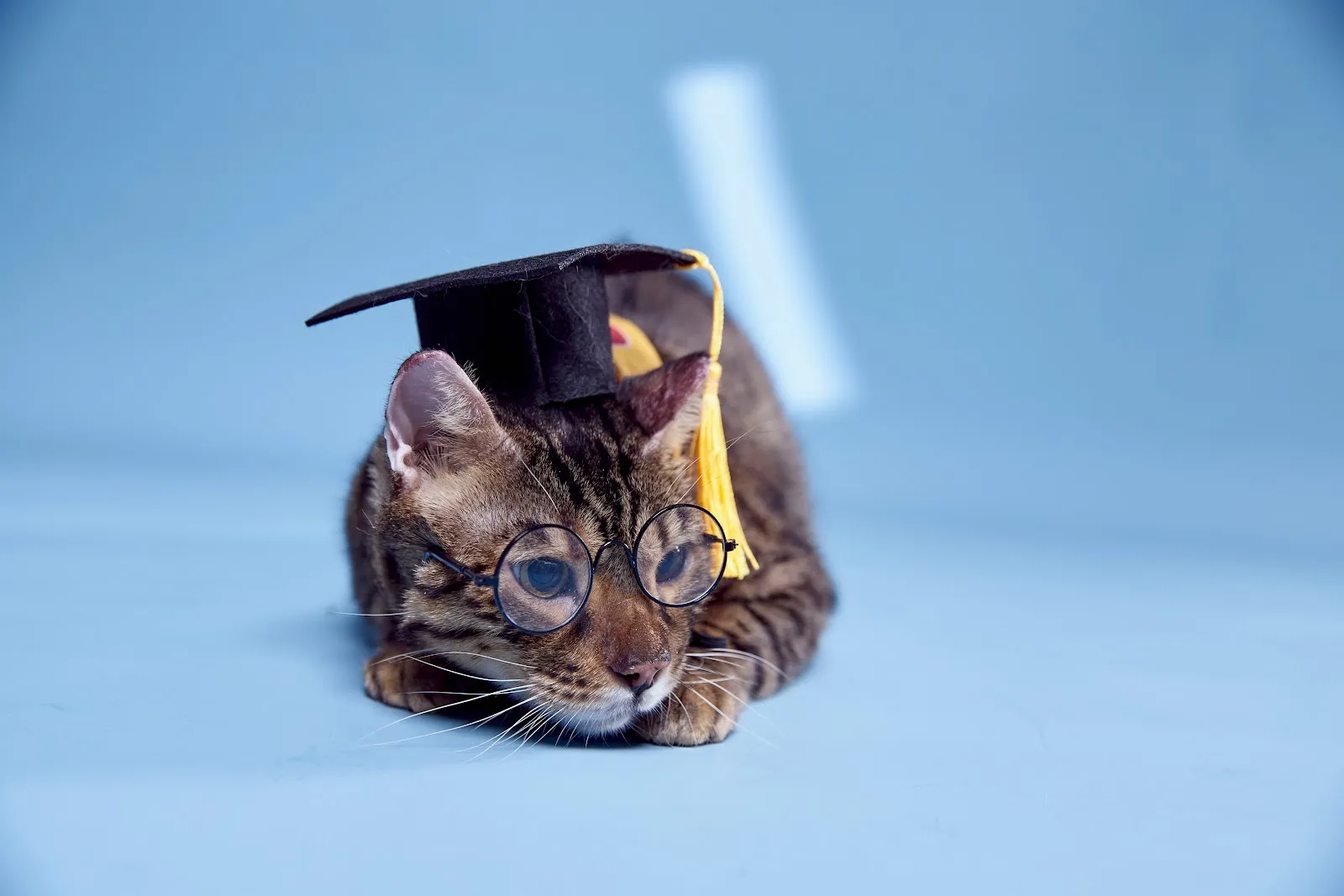 喵德渡假貓旅館