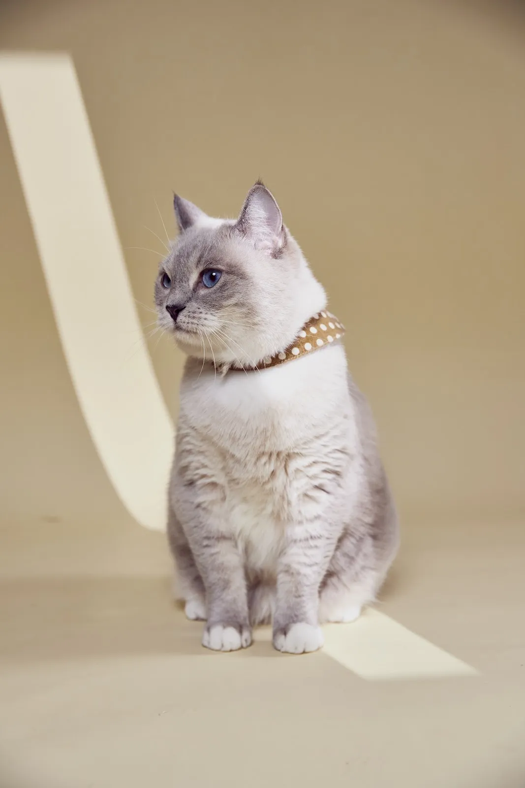 喵德渡假貓旅館