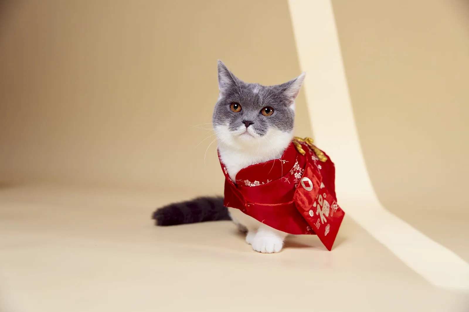 喵德渡假貓旅館