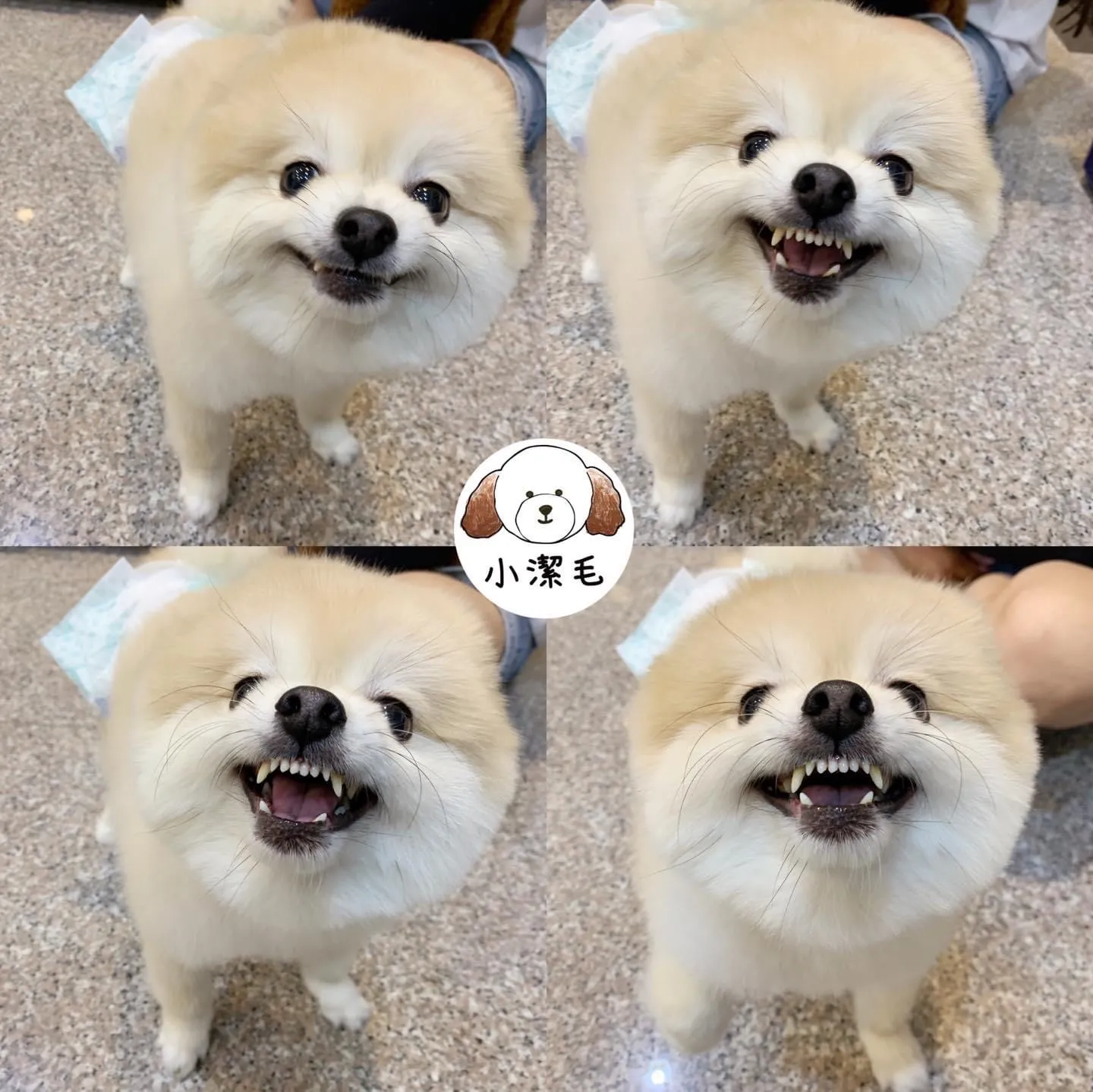 小潔毛寵物旅店