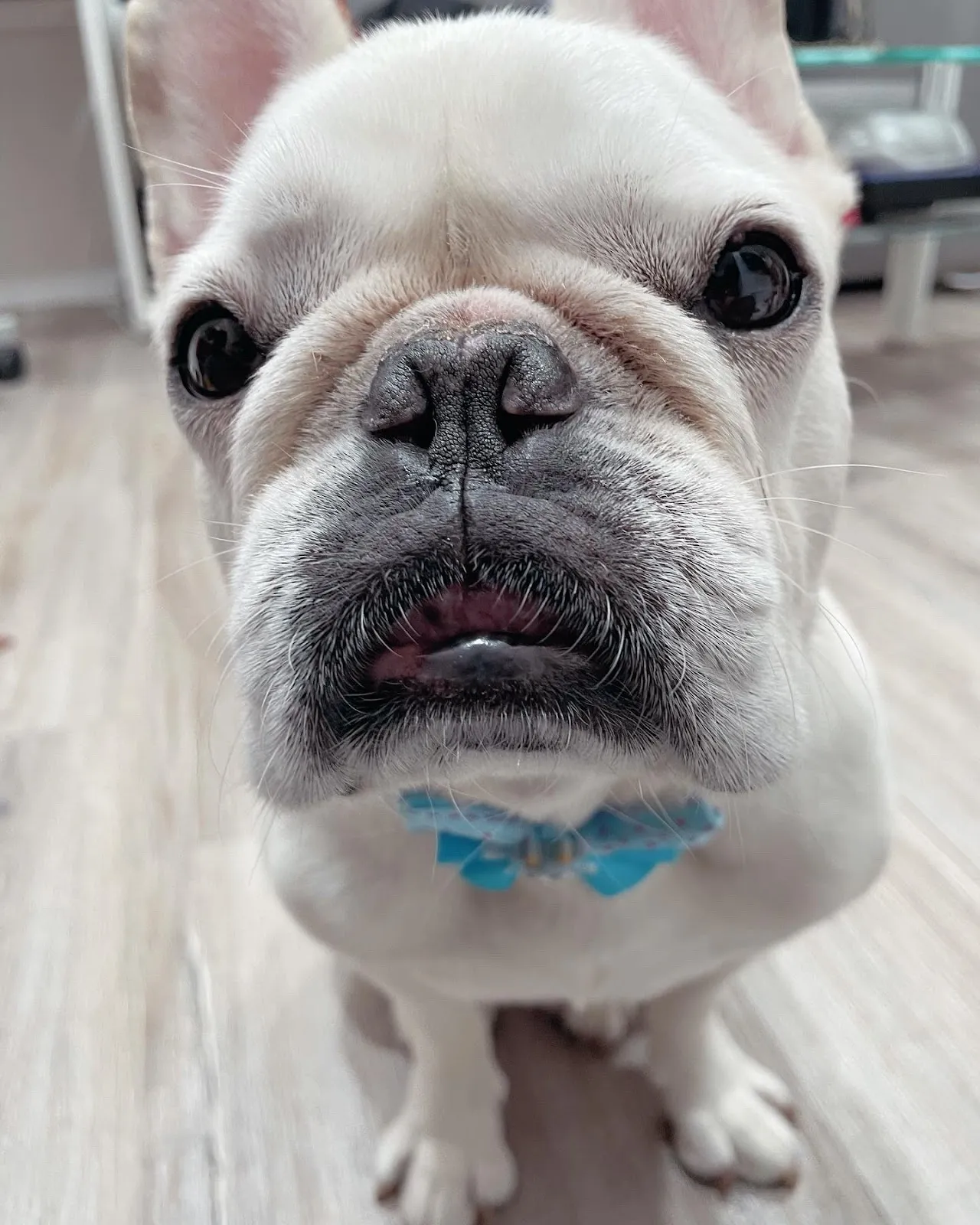 俏妞寵物生活坊