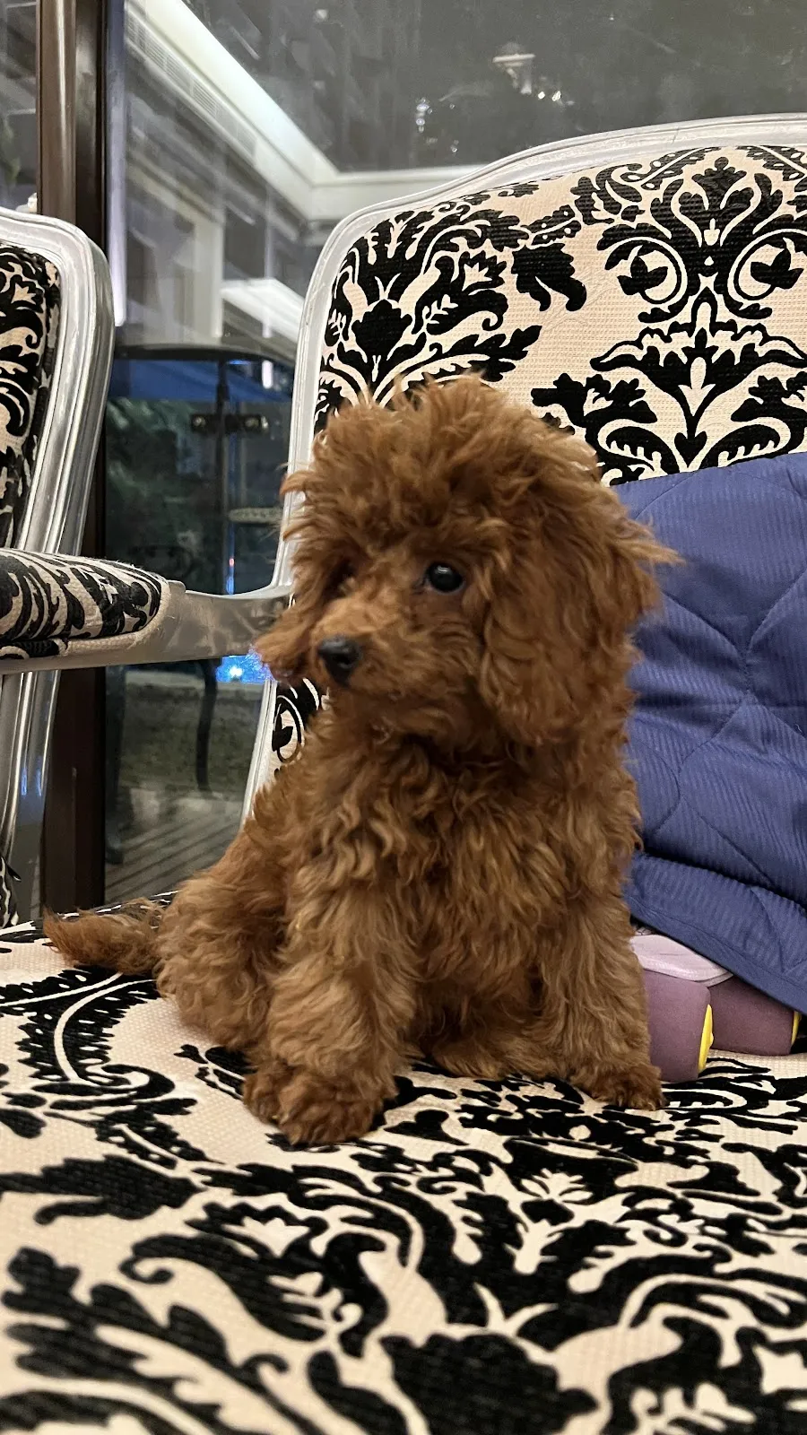 可愛幼犬寵物店