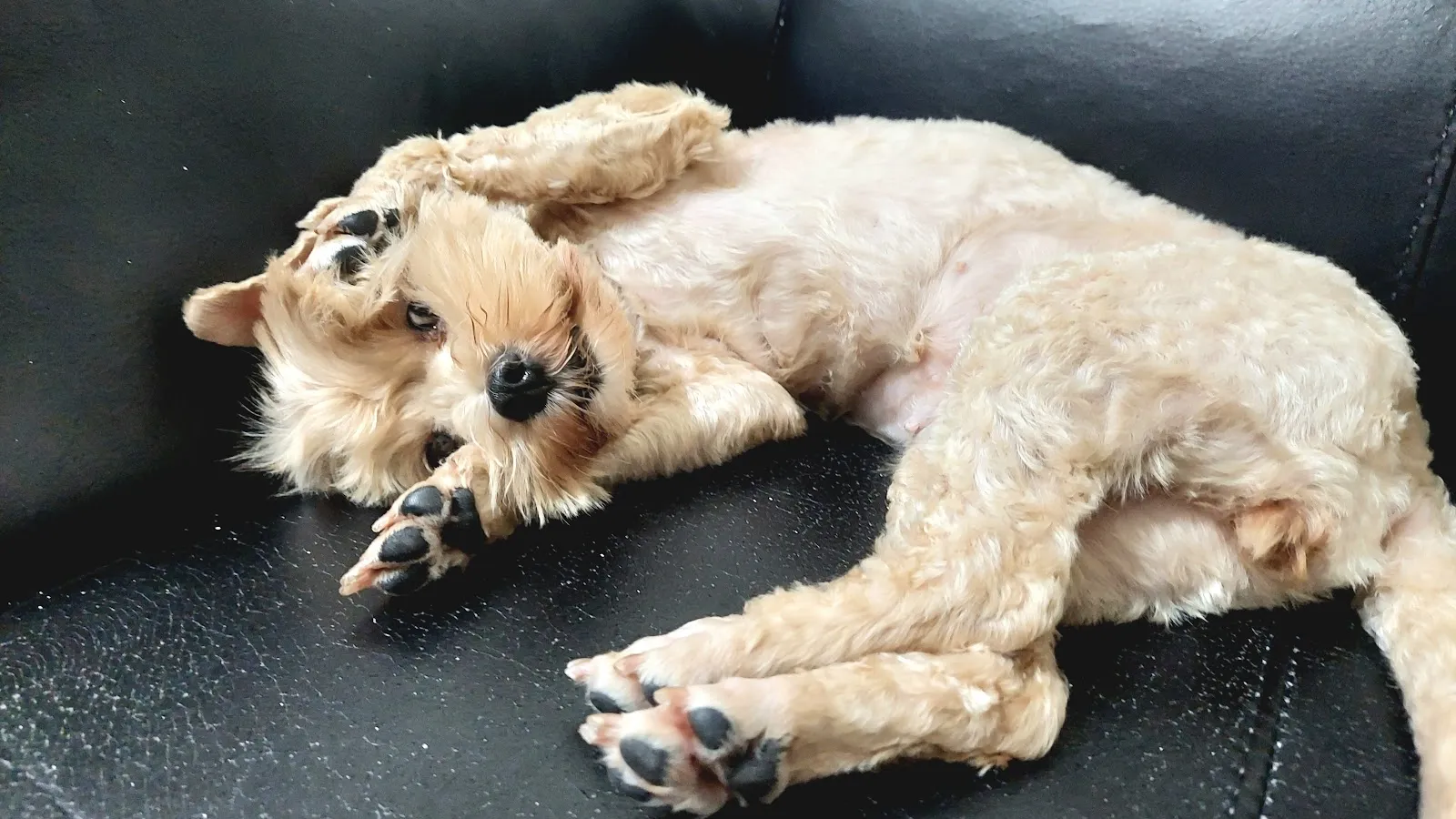 DoDo寵物沙龍旅館