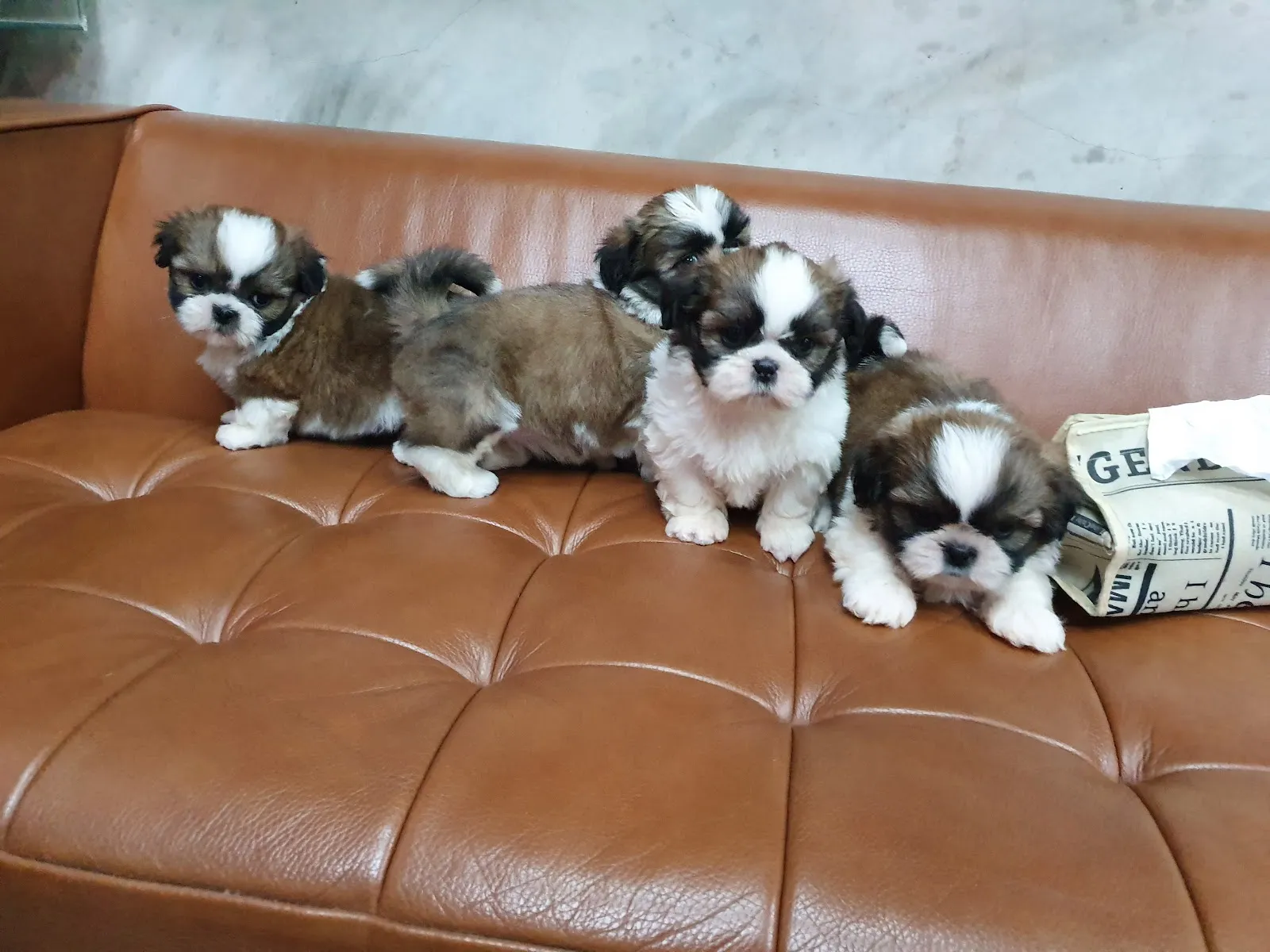 溫晨發寵物生活館