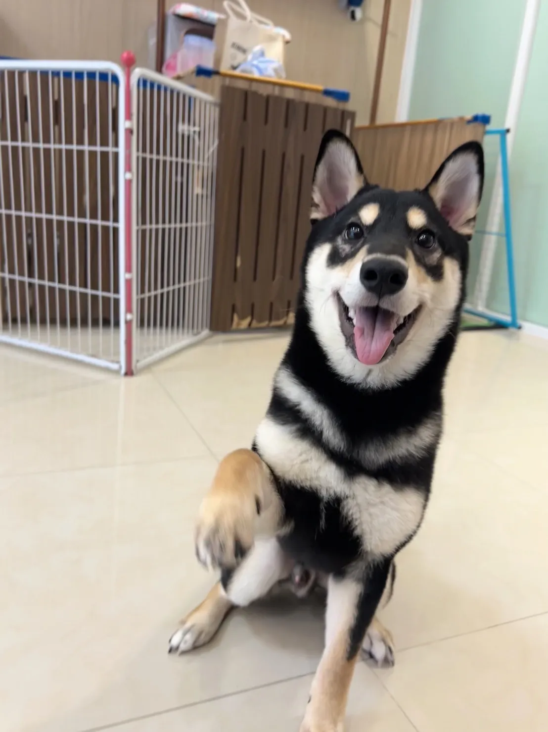 毛起來住寵物旅館