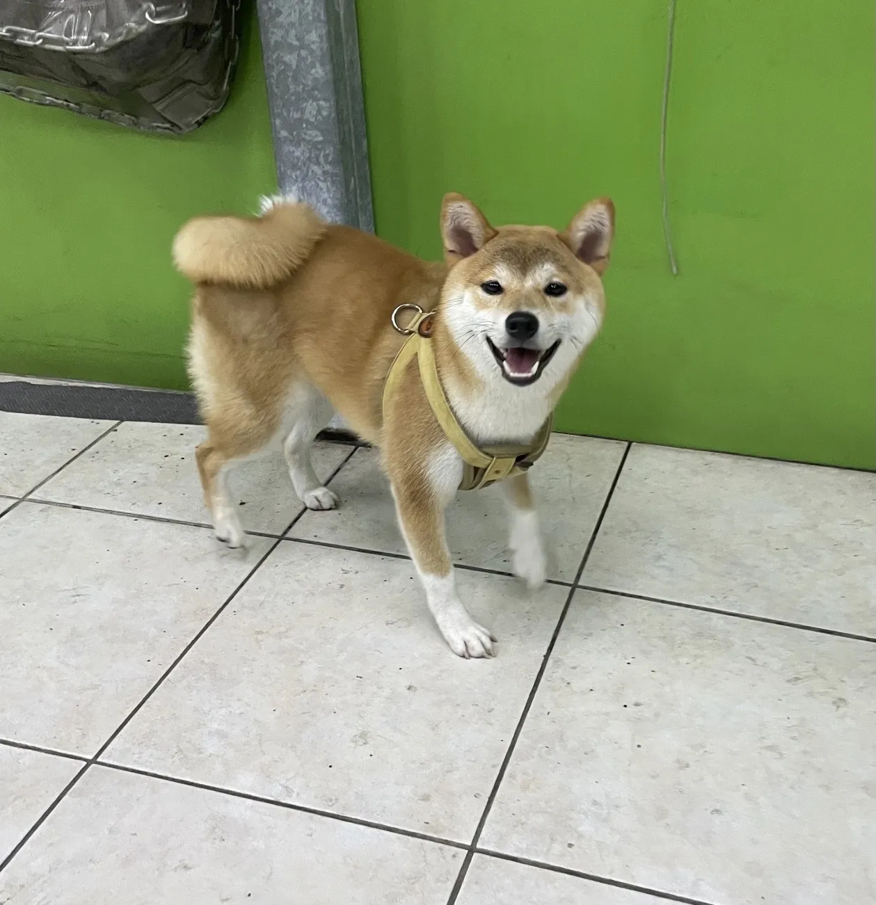 毛起來住寵物旅館