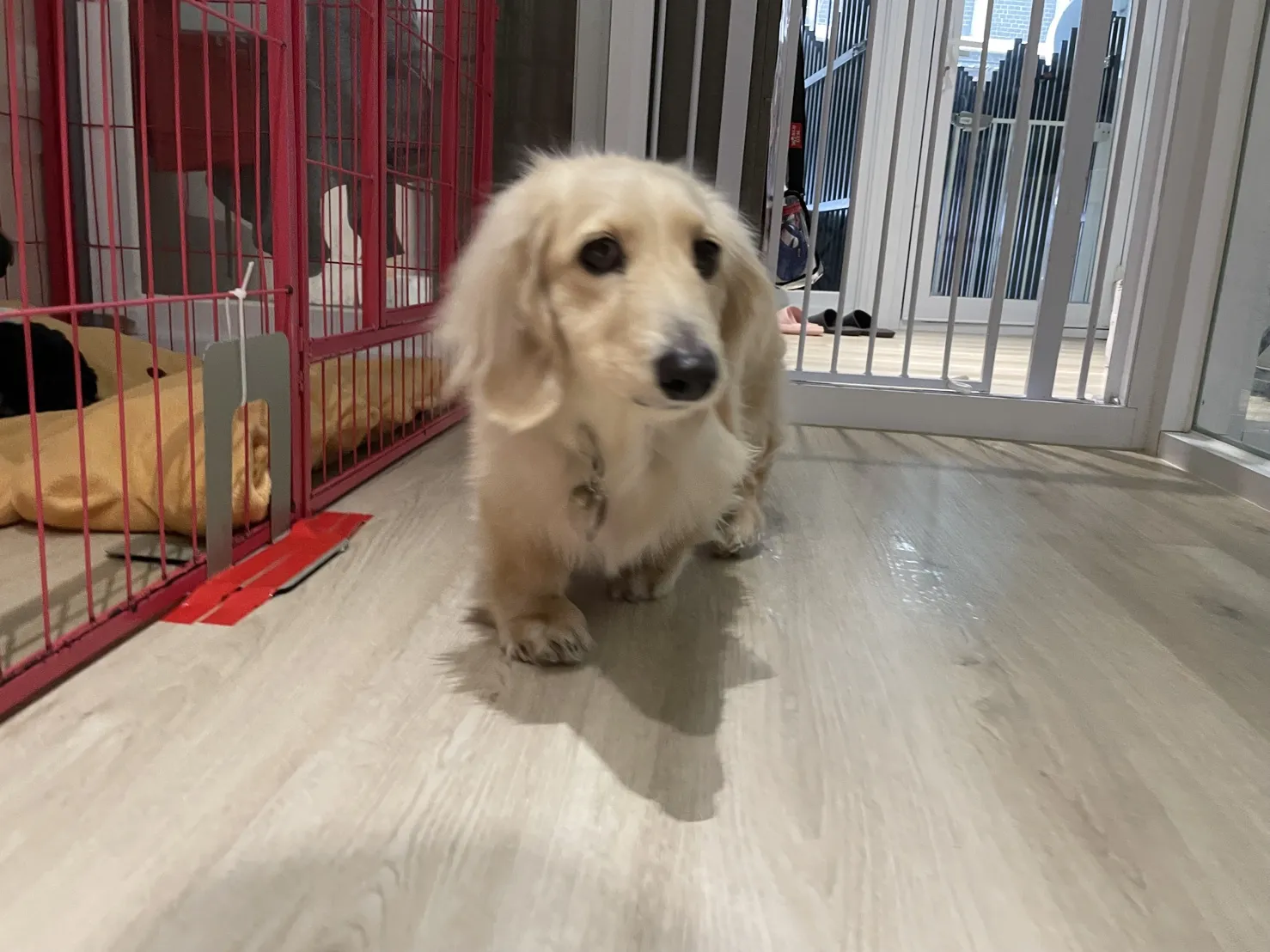 毛起來住寵物旅館