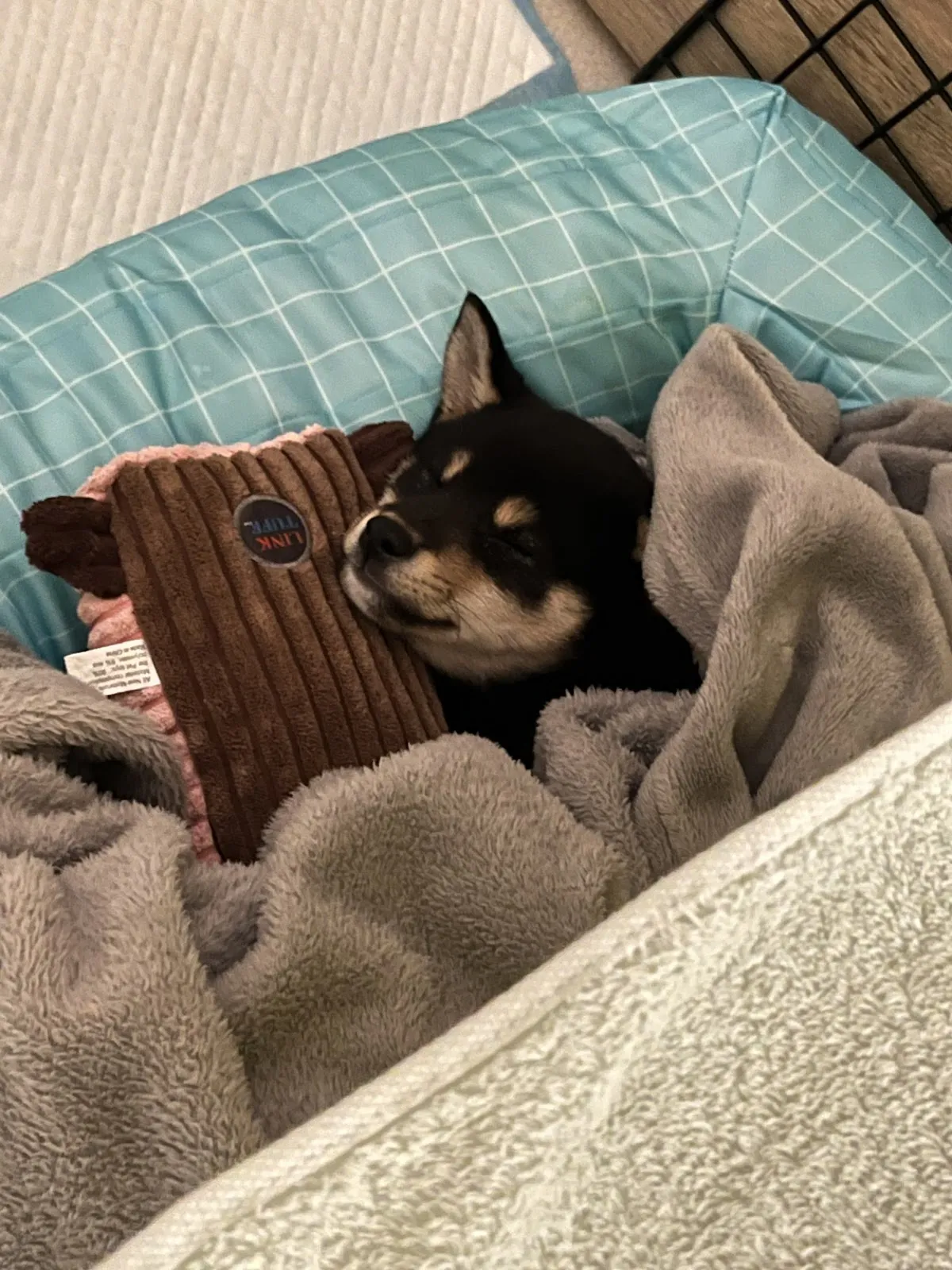 添柴日本柴犬專賣店