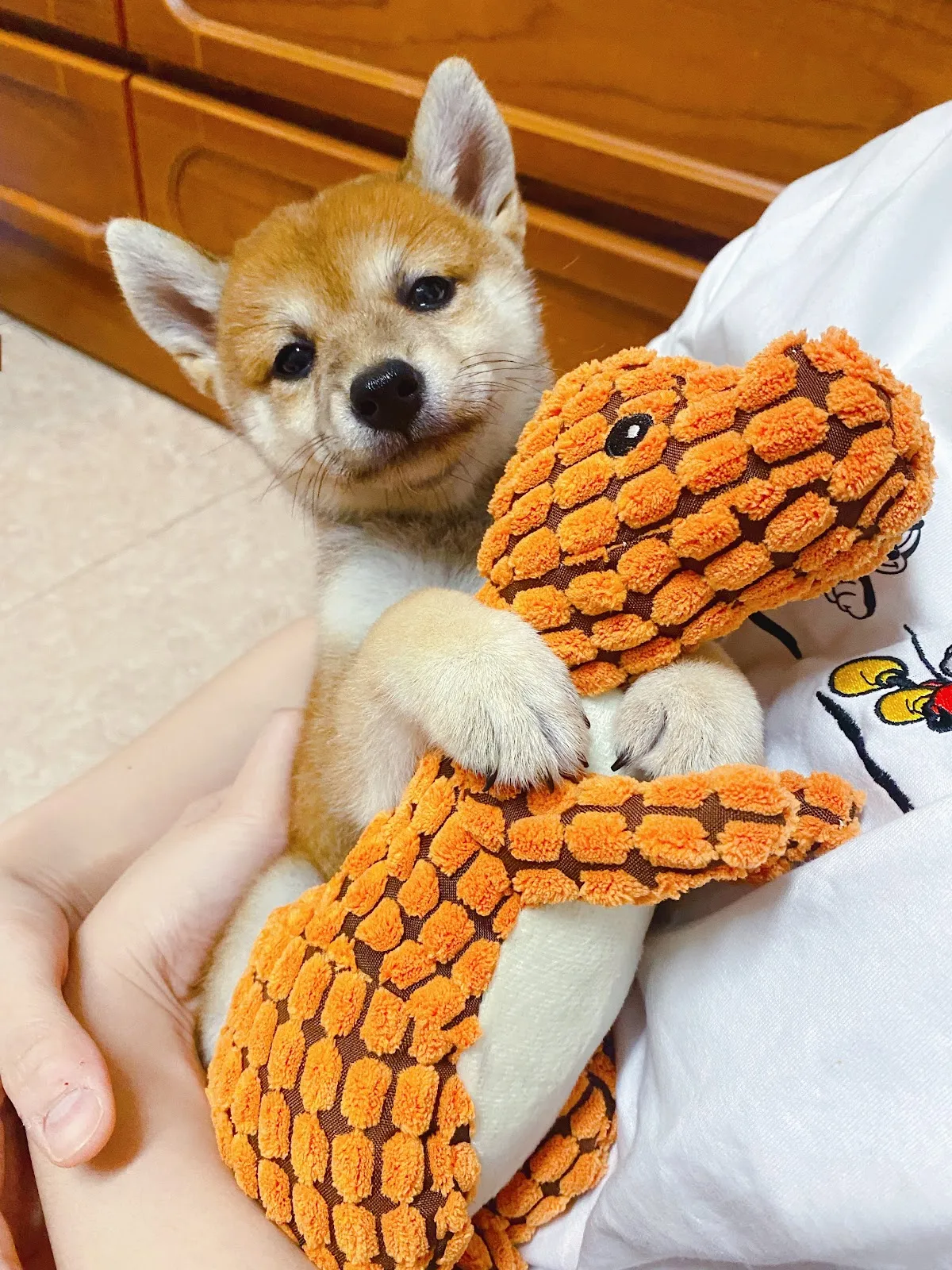 添柴日本柴犬專賣店