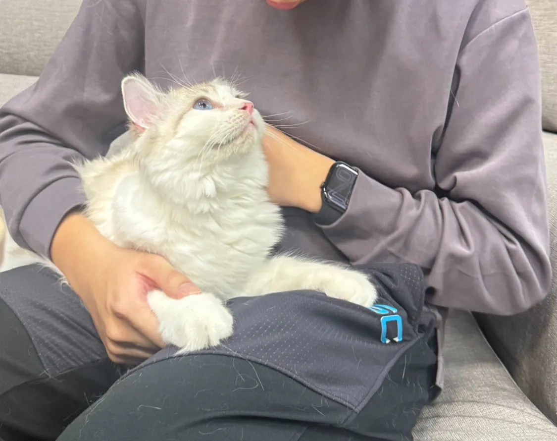 三樓的貓布偶貓舍