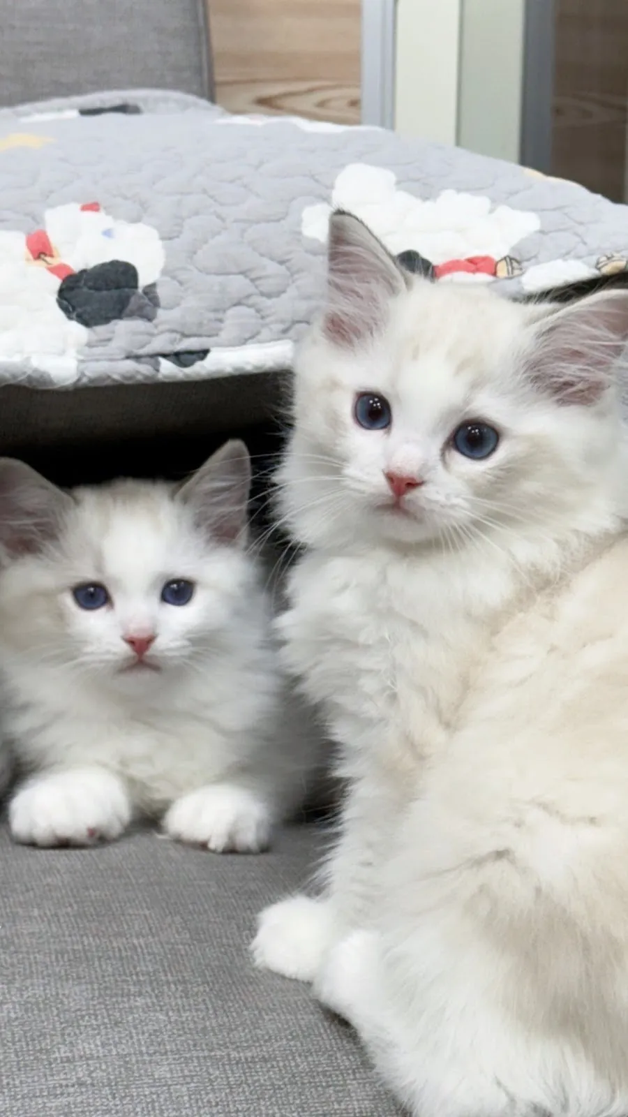 三樓的貓布偶貓舍