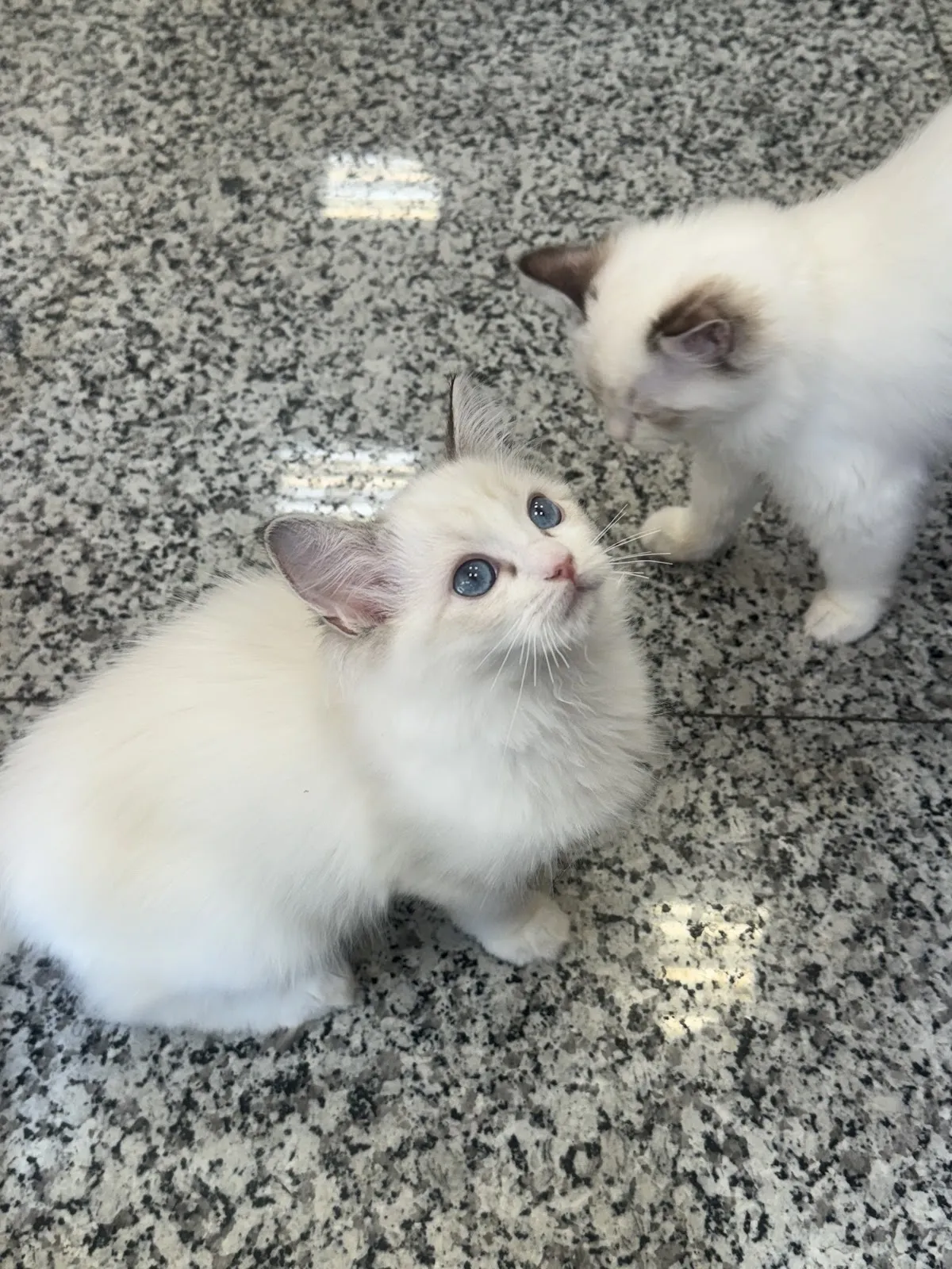 三樓的貓布偶貓舍