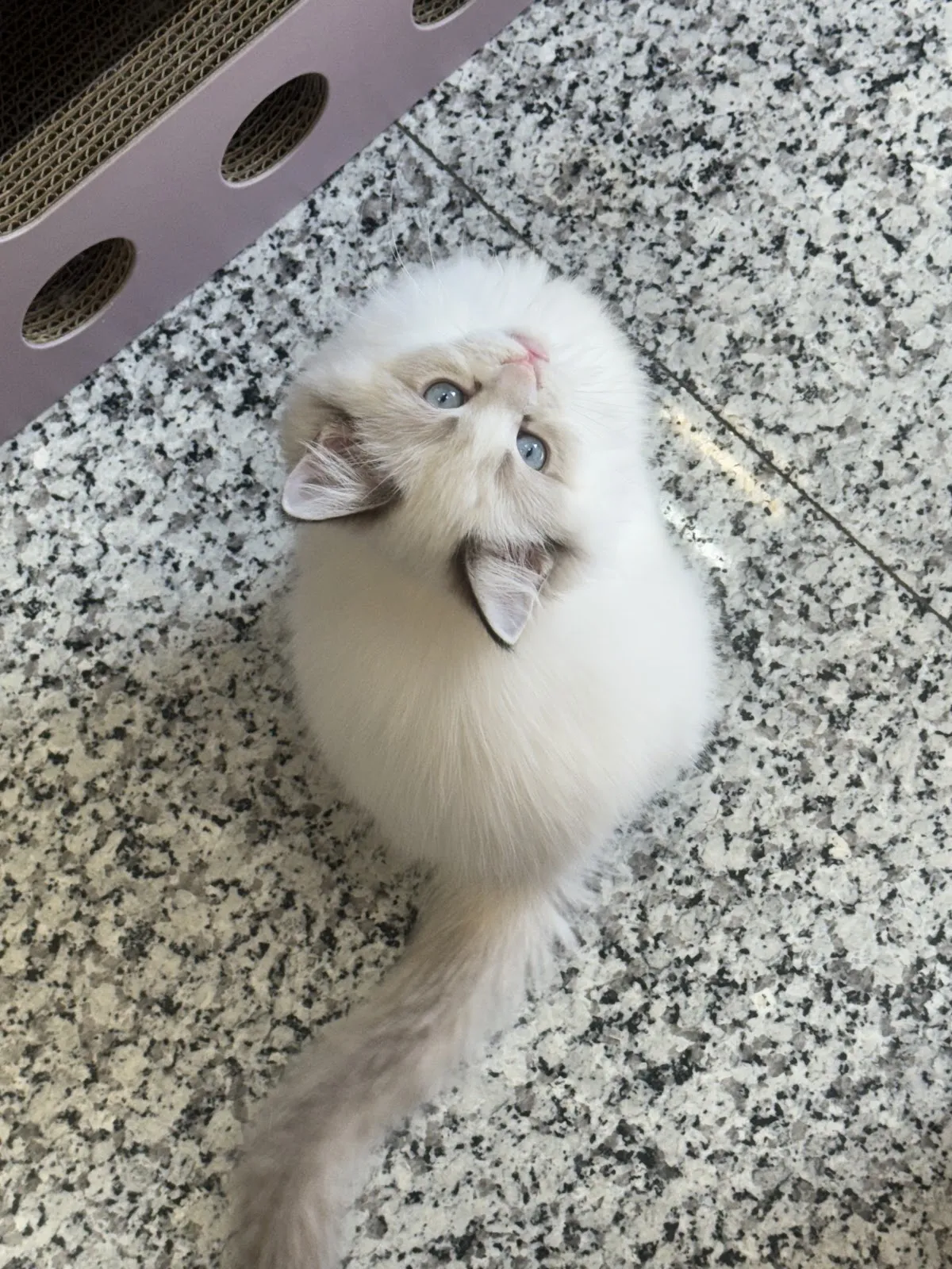 三樓的貓布偶貓舍