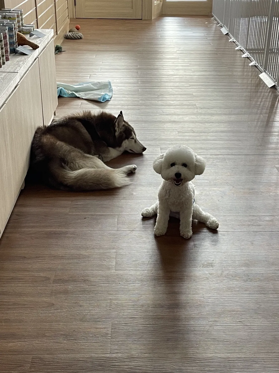 奧迪奧寵物生活旅宿