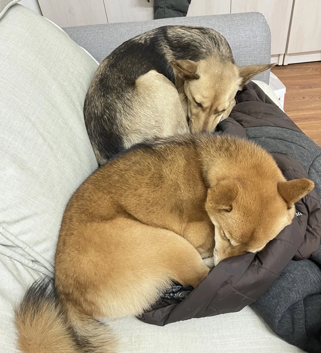 奧迪奧寵物生活旅宿