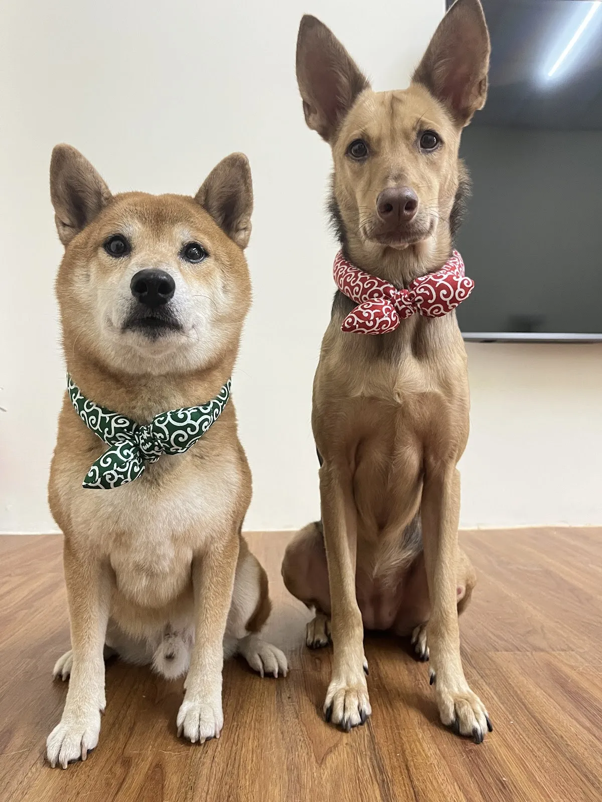 奧迪奧寵物生活旅宿