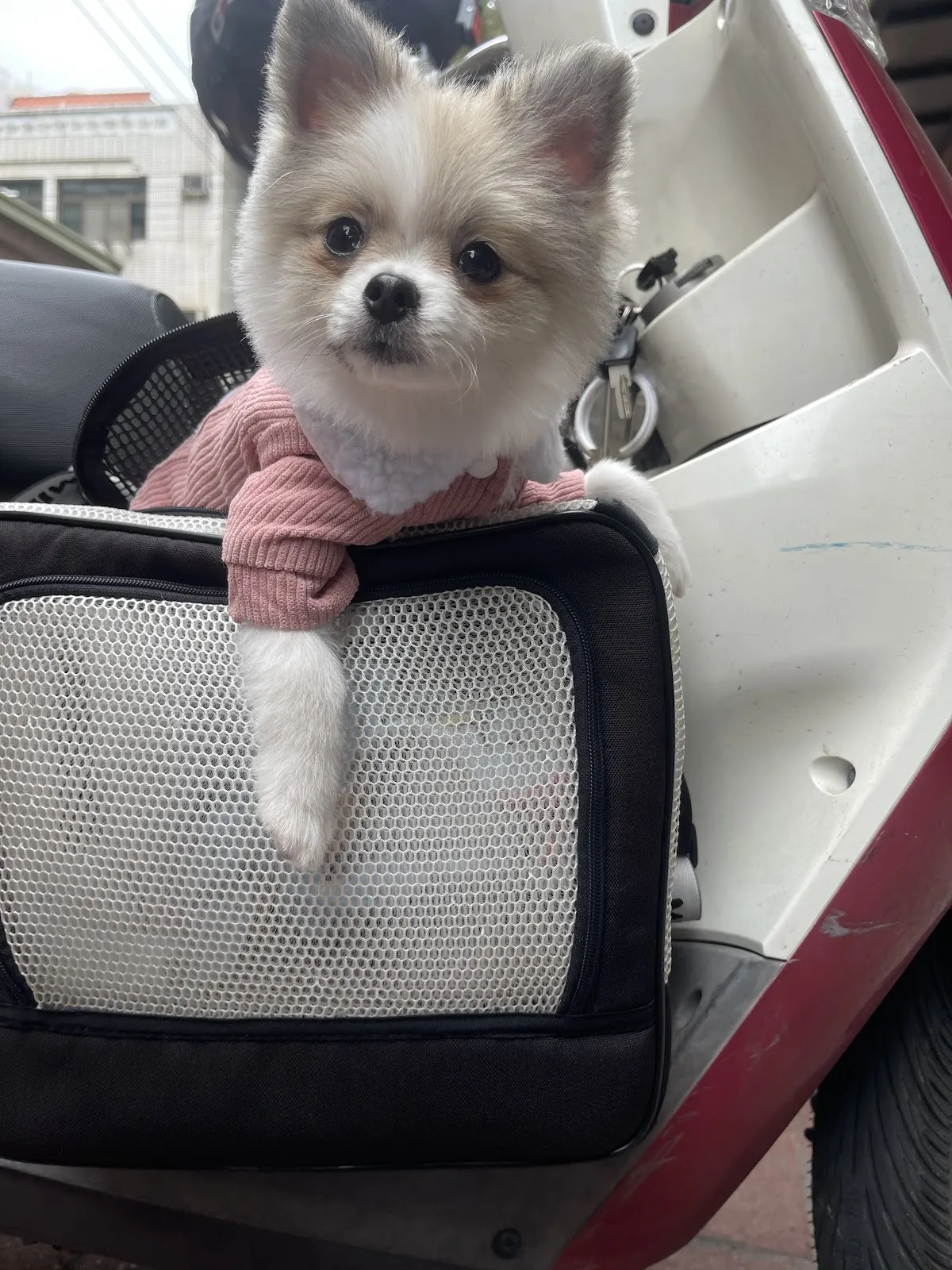 艾狗美寵物專業美容