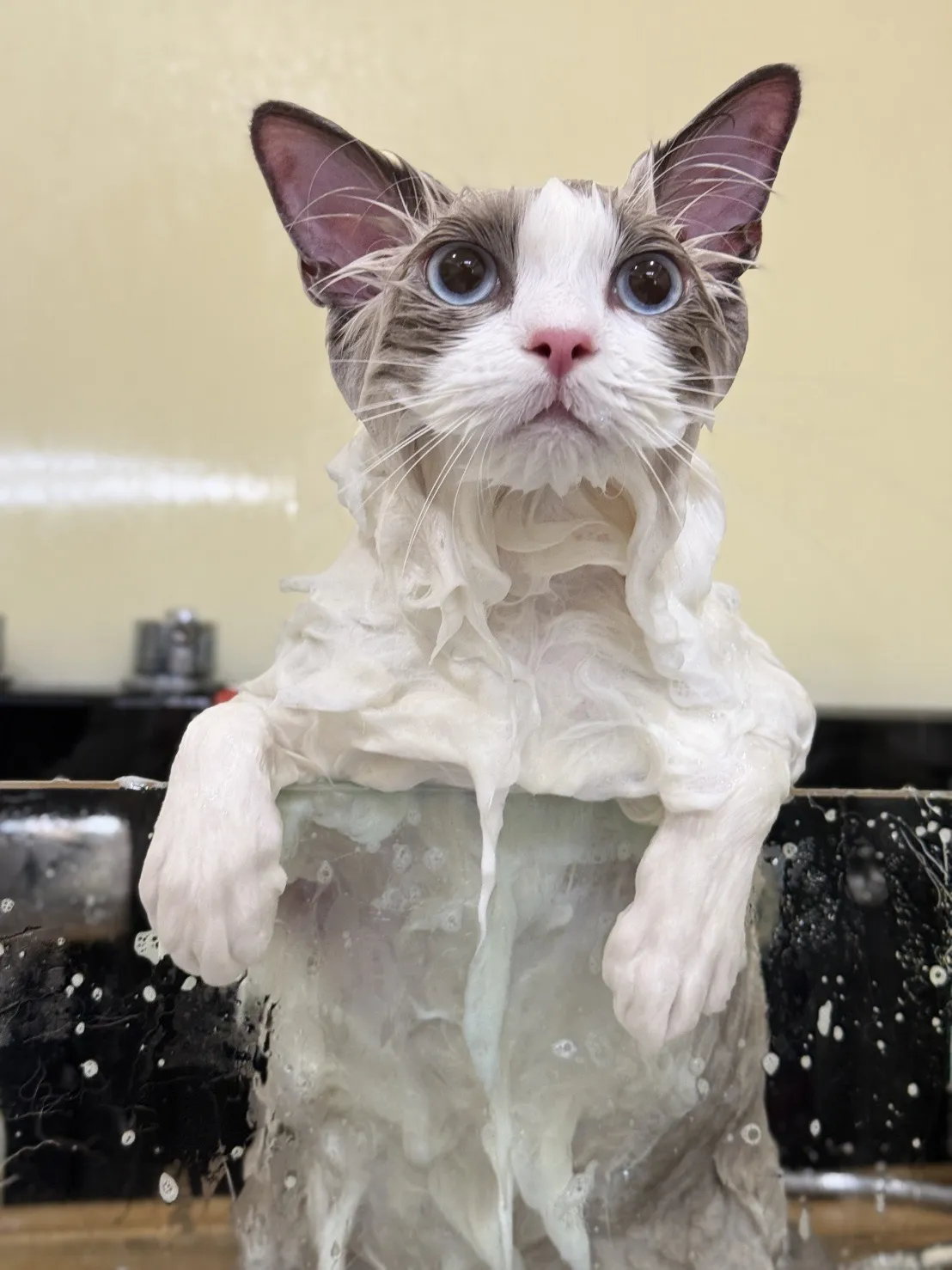 懶洋洋寵物沙龍