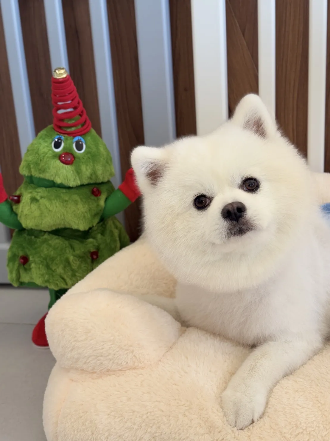 懶洋洋寵物沙龍