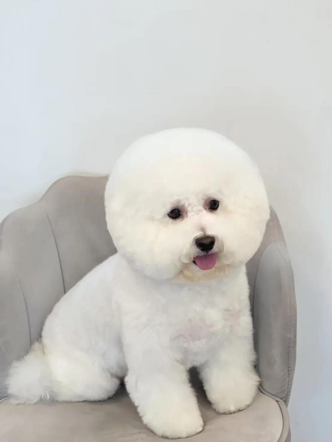 懶洋洋寵物沙龍