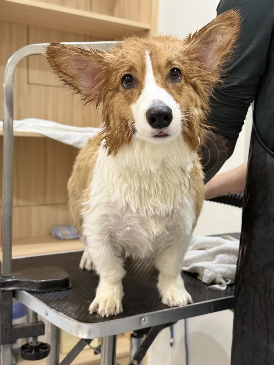 懶洋洋寵物沙龍