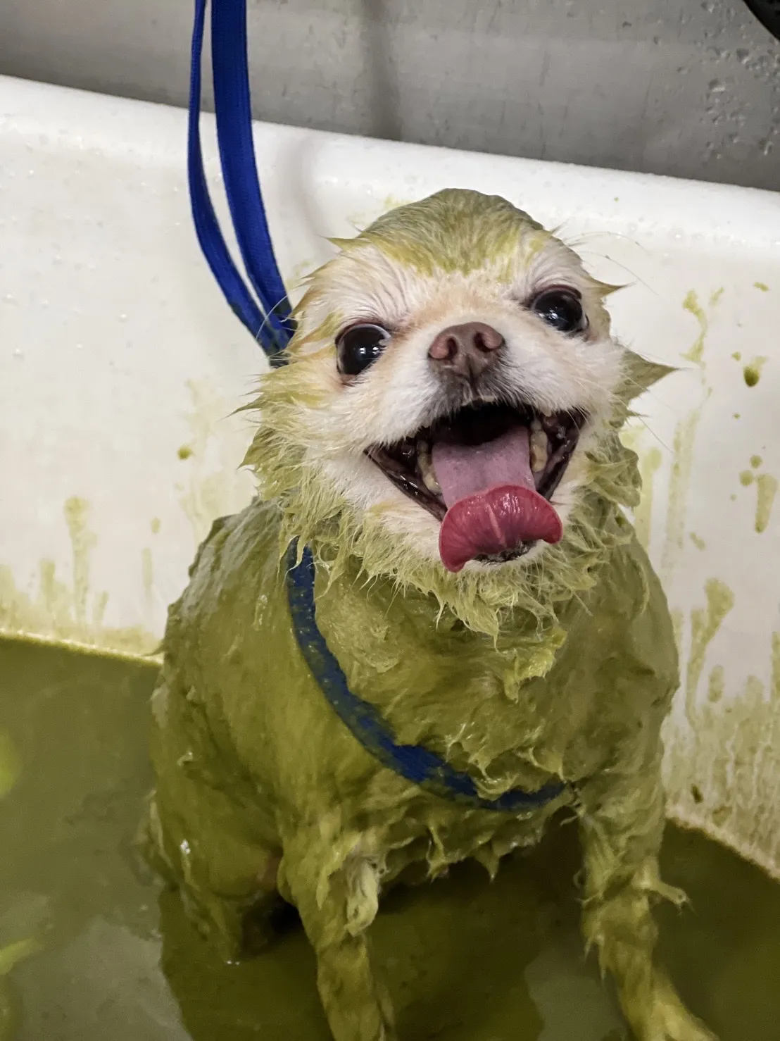 懶洋洋寵物沙龍