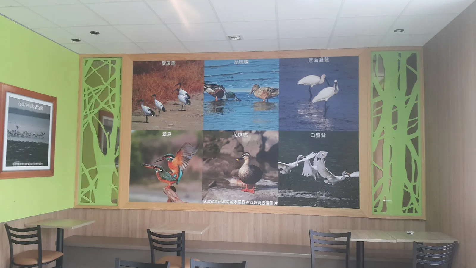 台南七股高山犬