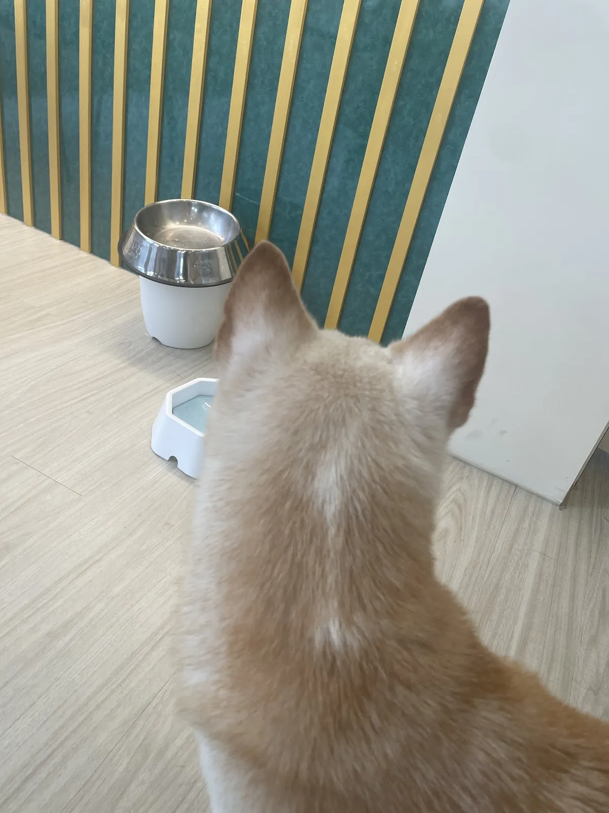 呂館寵物生活館