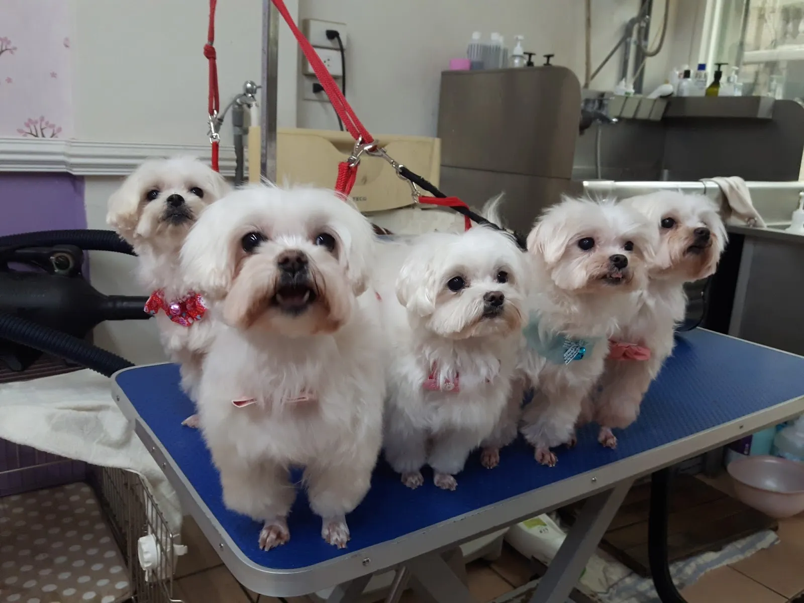 美娜寵物生活館