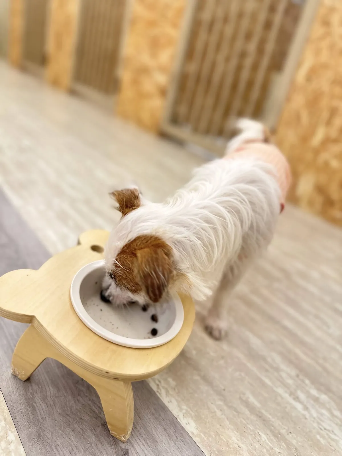 毛毛愛狗樂寵物店