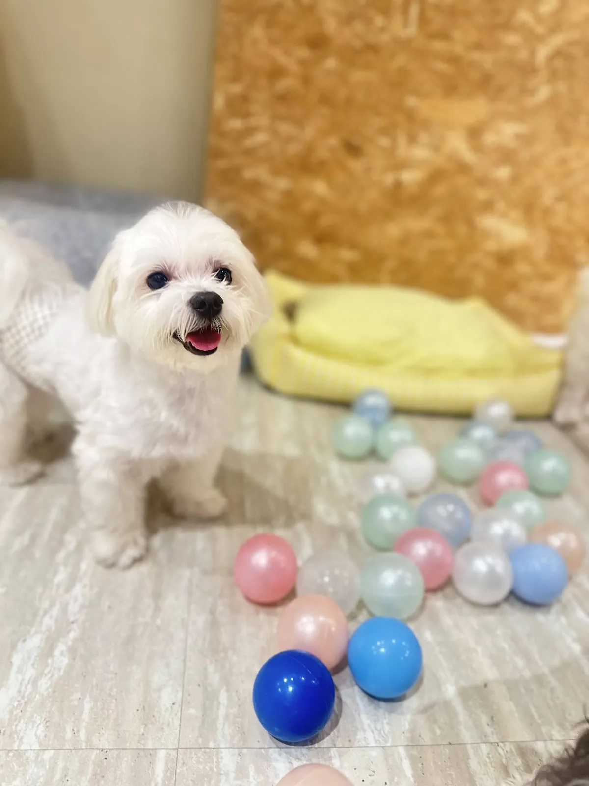 毛毛愛狗樂寵物店